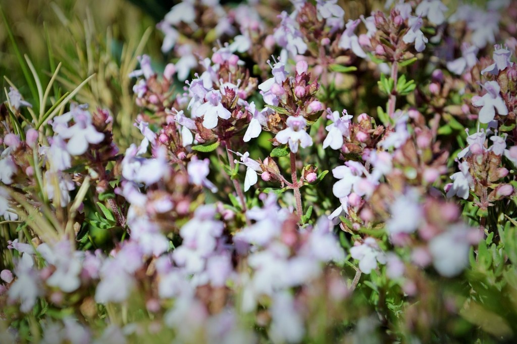 PRIMAVERA SENDERISME SENDERISMO TINENÇA BENIFASSÀ