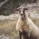 Fauna. 17