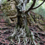 Vegetacio. 16-faig-pare